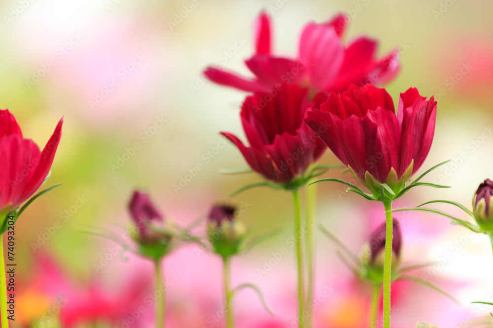 Cosmos flower