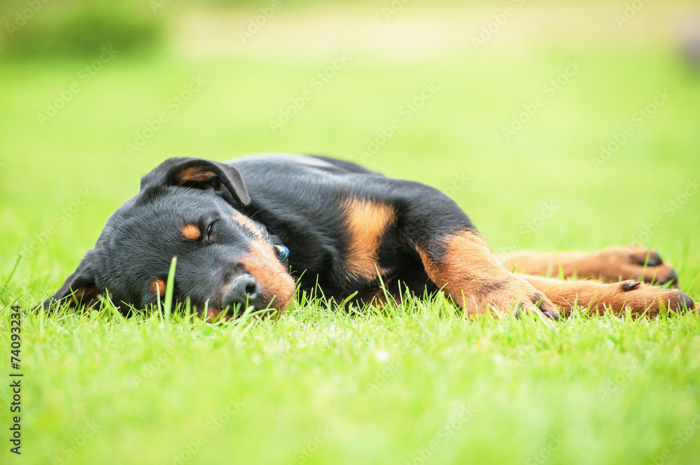 Rottweiler puppy sleeping on the lawn Rottweiler puppy sleeping on the lawn