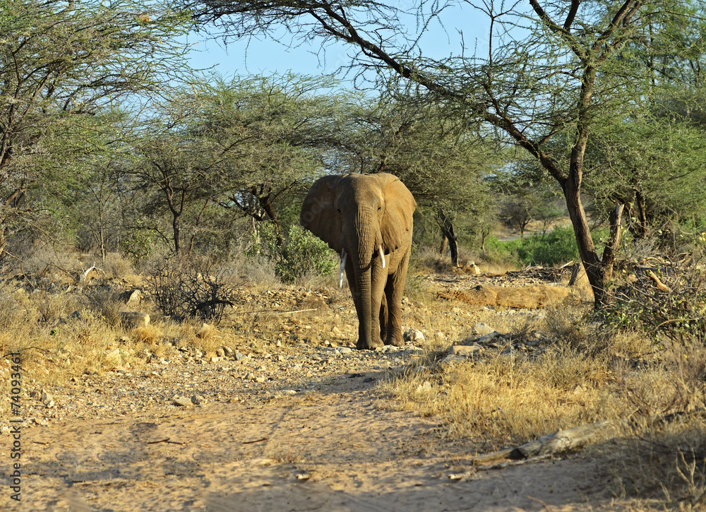 Elephant Elephant