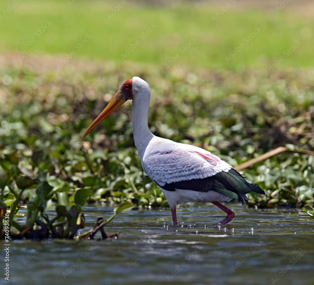 Naklejka premium Yellow-Billed Stork