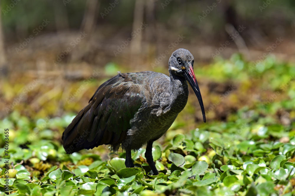 Naklejka premium African Hadeda Ibis National Park Lake Naivasha