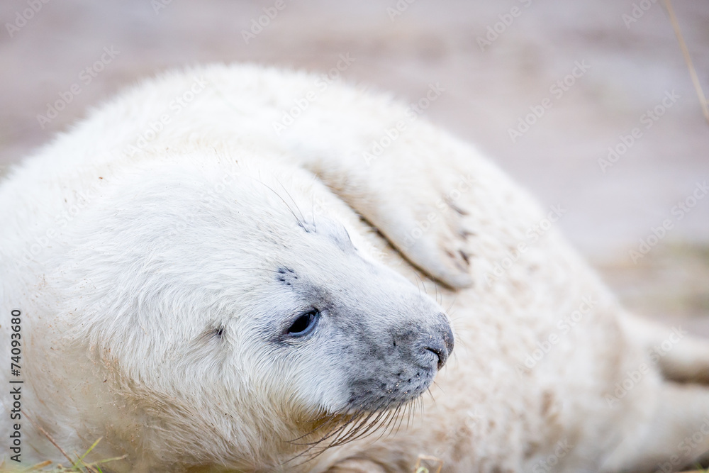 Grey Seals At Donna Nook Grey Seals At Donna Nook