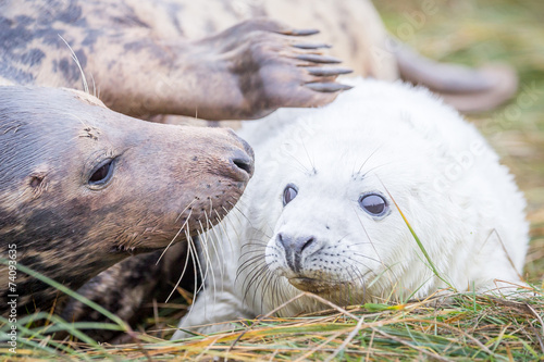 Grey Seals At Donna Nook photo
