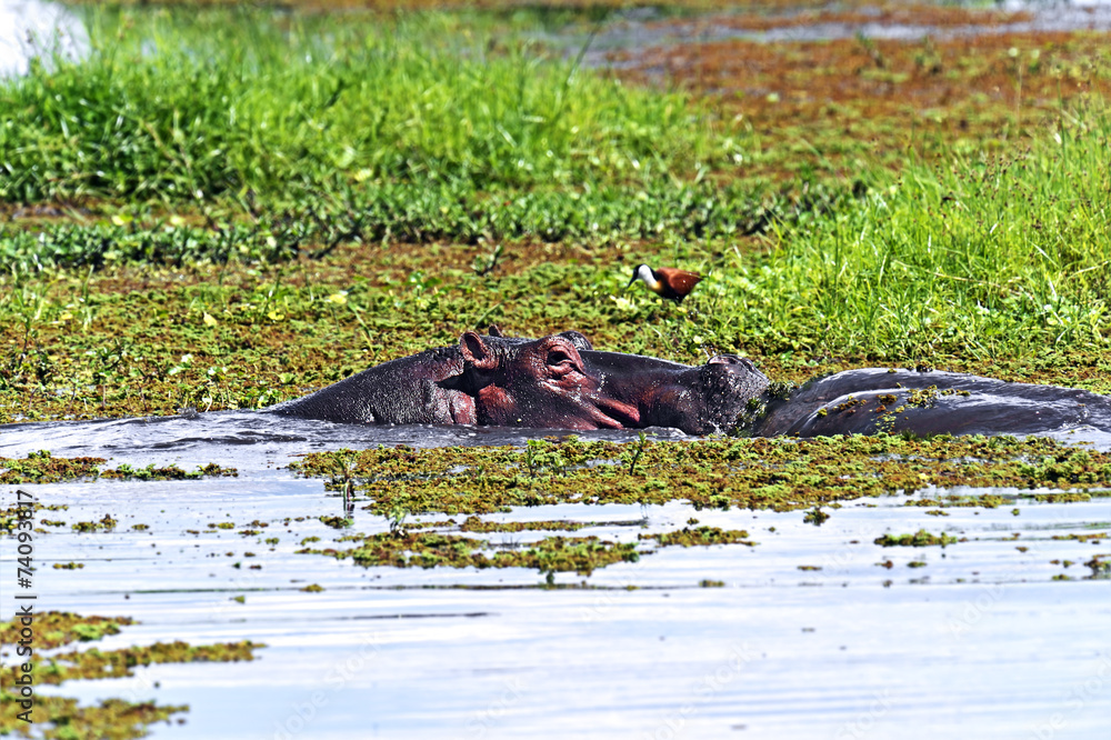Fototapeta premium Hippopotamus