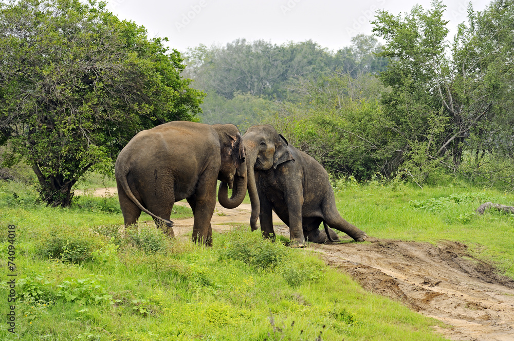 Fototapeta premium Elephant