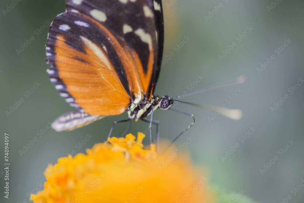 Obraz premium heliconius erato
