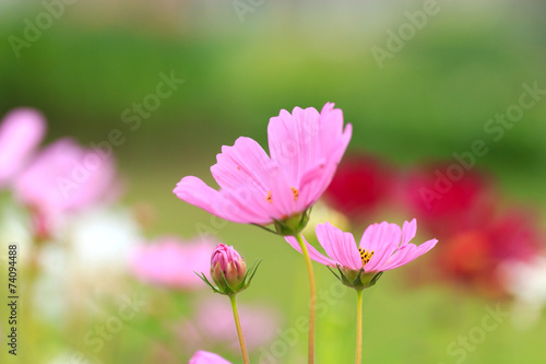 Cosmos flower