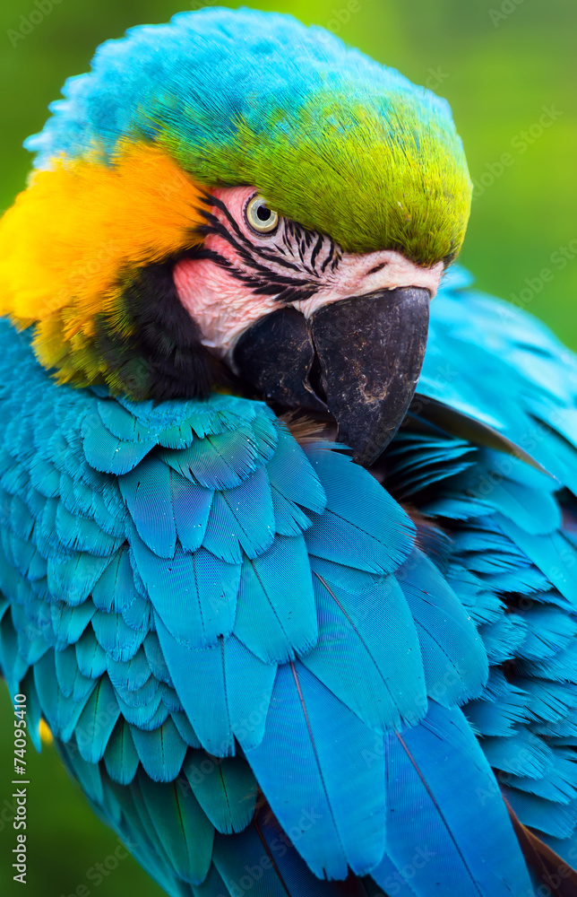 Obraz premium Parrot bird