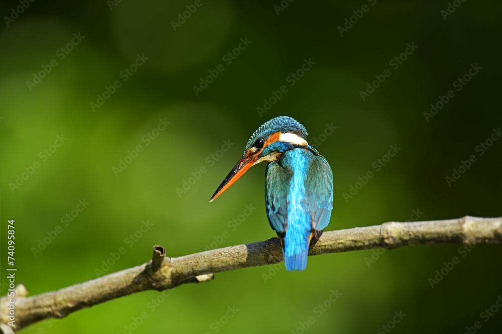 Kingfisher