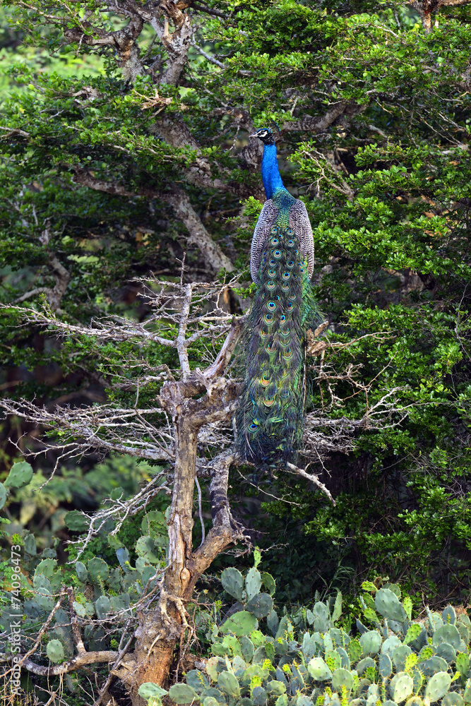 Obraz premium Peacock