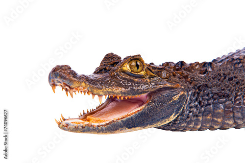 Crocodile © kyslynskyy