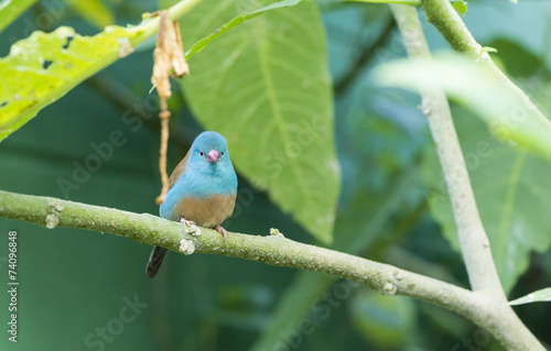 Uraeginthus cyanocephalus,