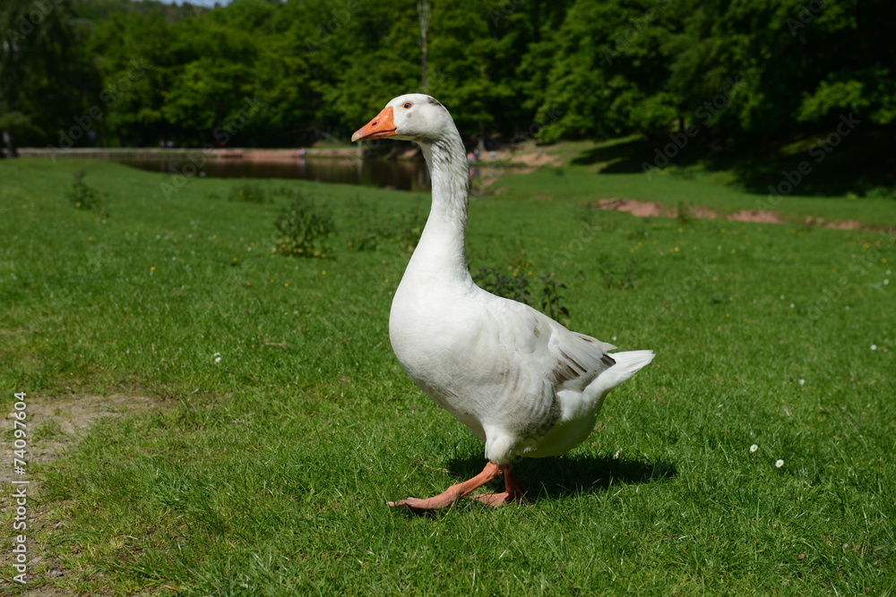 Obraz premium Gans auf einer Wiese