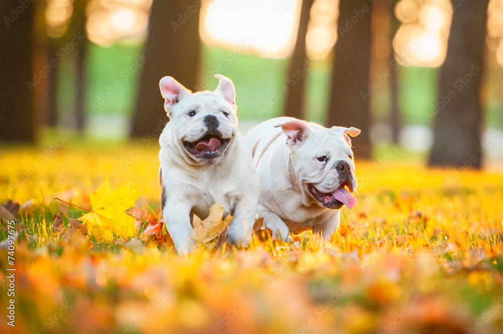Two english bulldog puppies running in the park in autumn