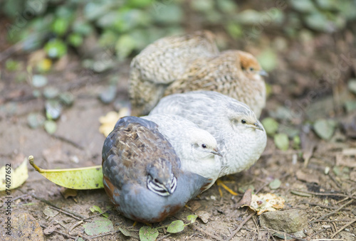 Chinese quail  chinensis excalfactoria