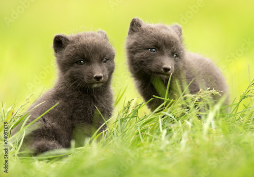 Two Arctic fox Vulpes lagopus cubs