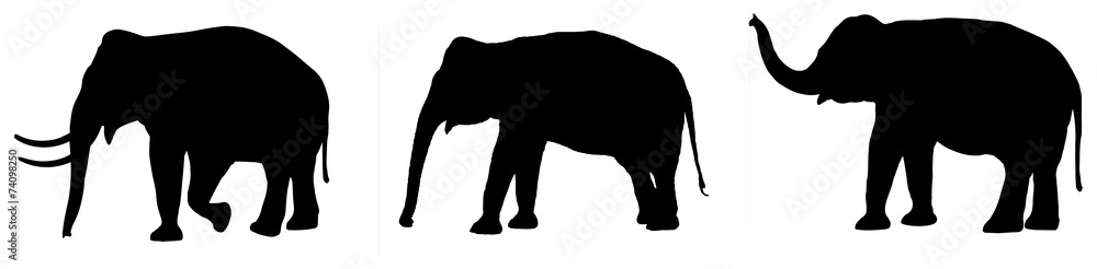 Fototapeta sylwetka słonia