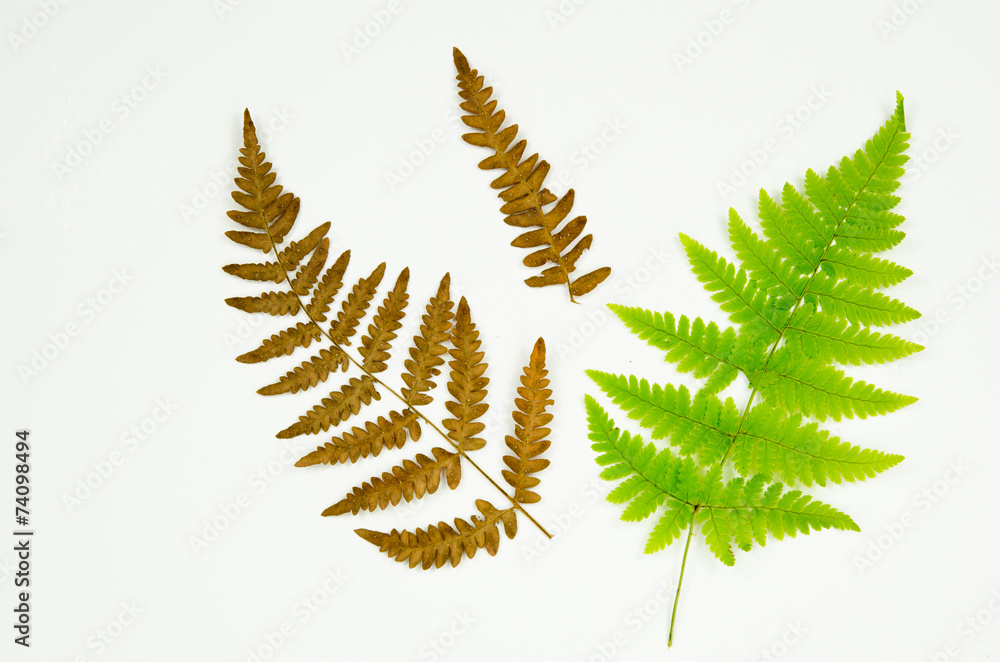 Fern details on white Fern details on white