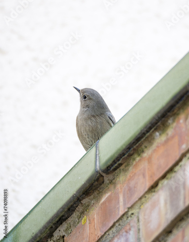 black redstart,Phoenicurus ochruros.