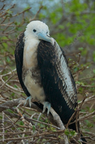 Figatebird in Galapagos Islands © bleung