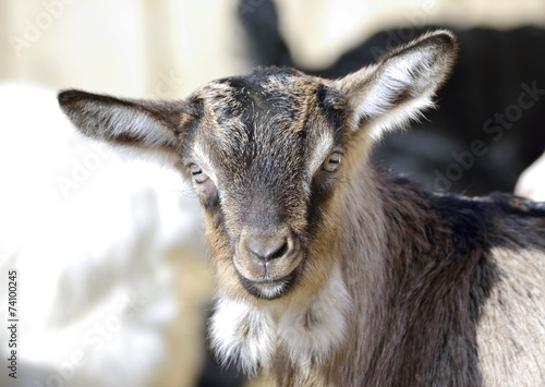 Baby Goat portrait