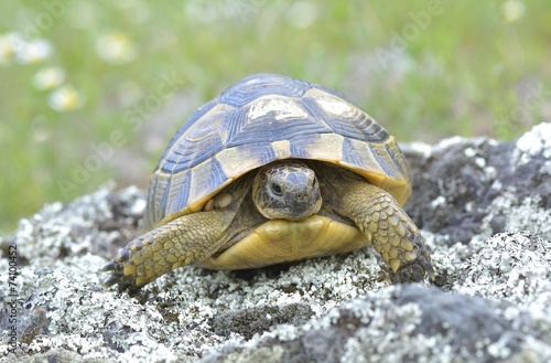 Spur thighed turtle (Testudo graeca) photo