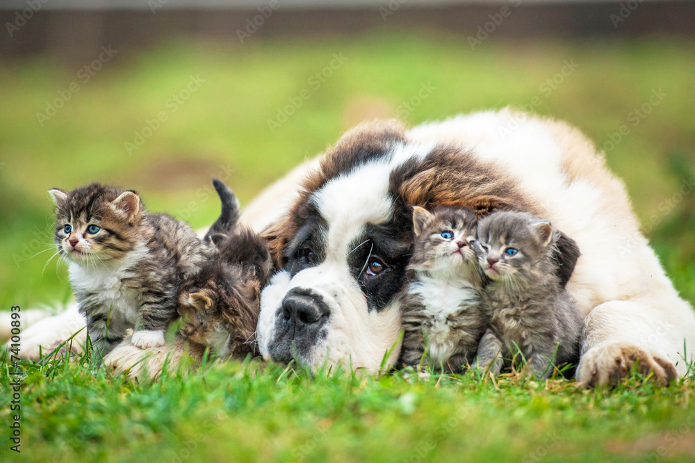 Saint bernard puppy with three little kittens Saint bernard puppy with three little kittens