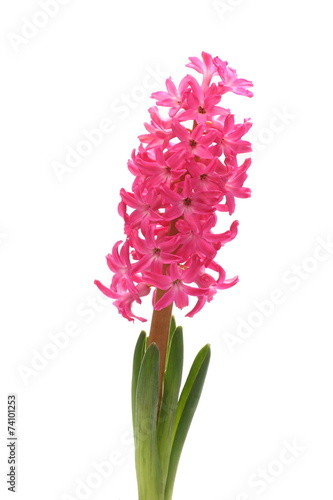 Beautiful pink hyacinth flower over white