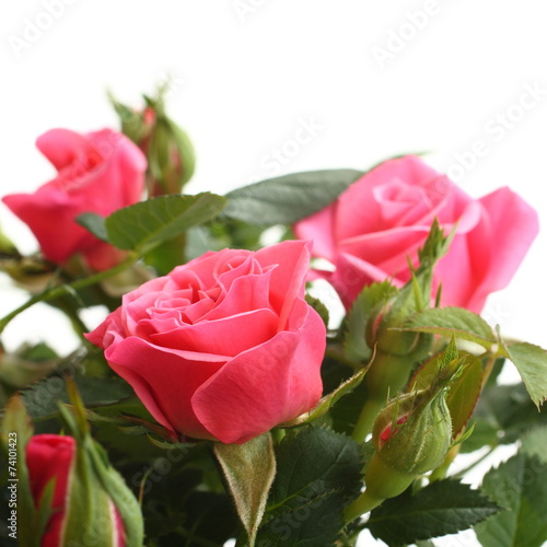 Pink roses with the green stems isolated on white background