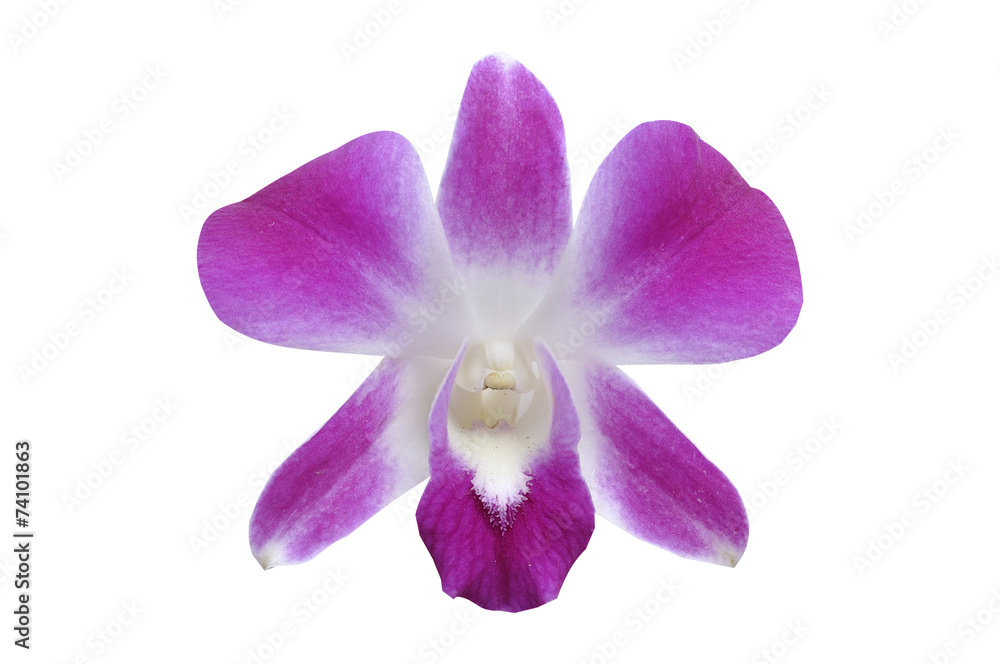 Single beautiful violet orchid on white background. Single beautiful violet orchid on white background.