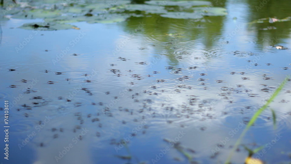 water strider water strider