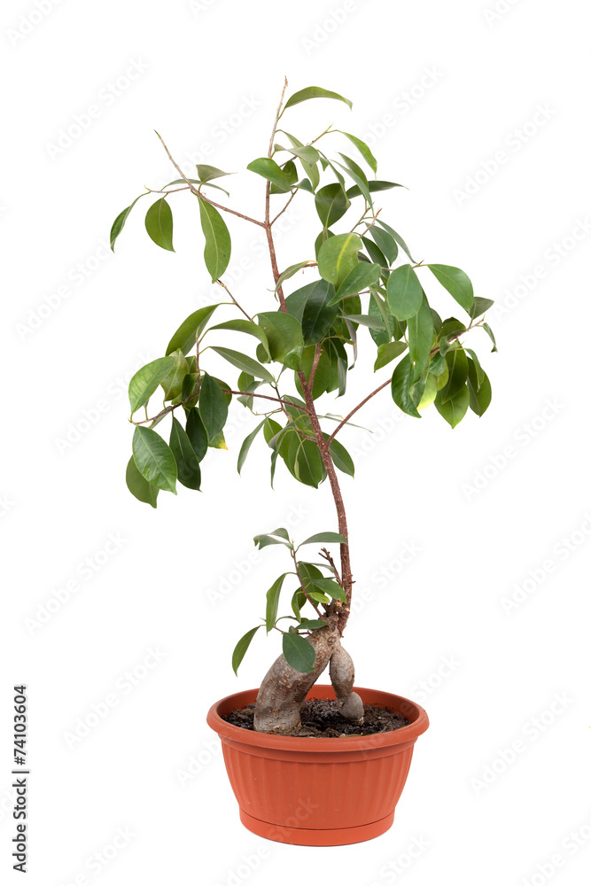 Obraz premium Green house plant