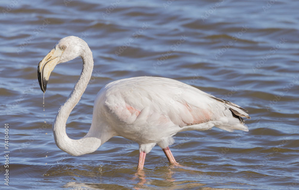 phoenicopterus ruber, greater flamingo
