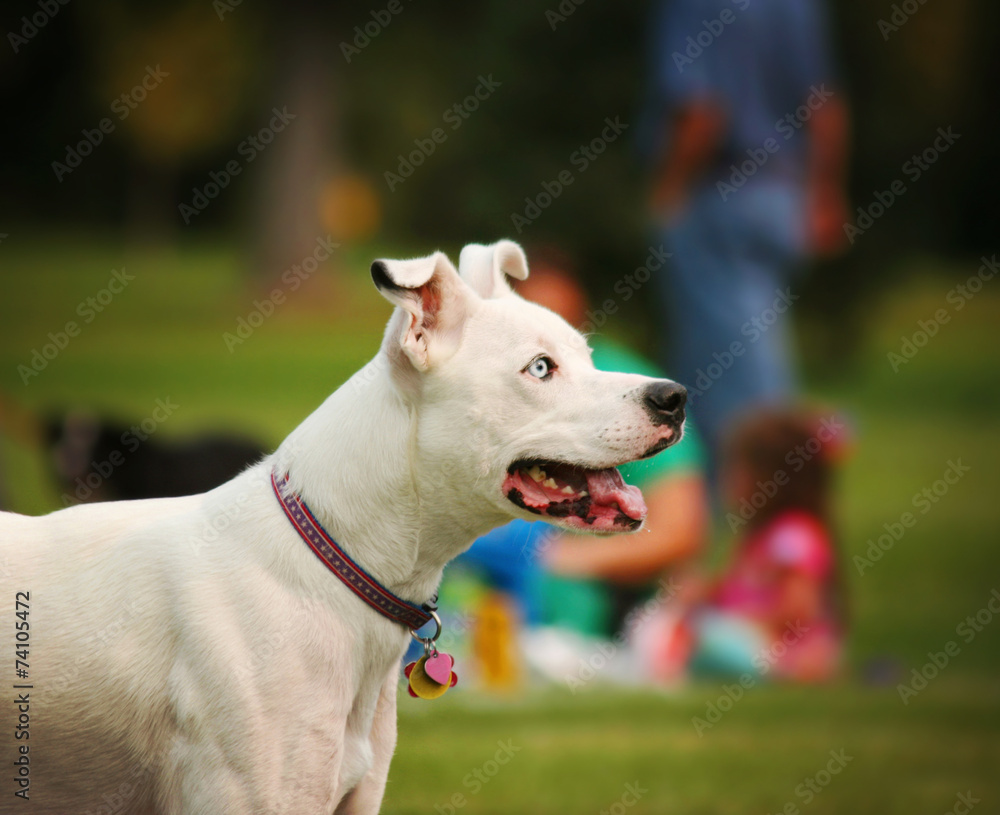  a cute dog in the grass at a park during summer