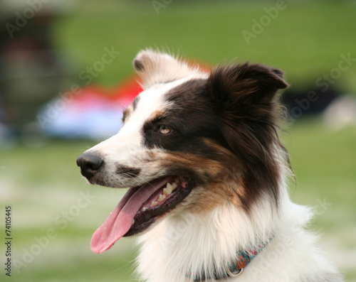  a cute dog in the grass at a park during summer