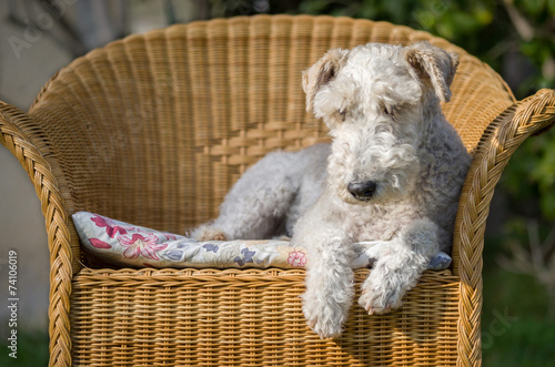 Obraz na płótnie Fox terrier sentado