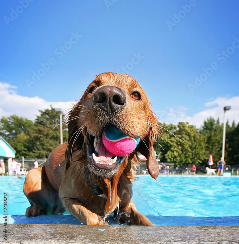 Photography a dog having fun at a local pool