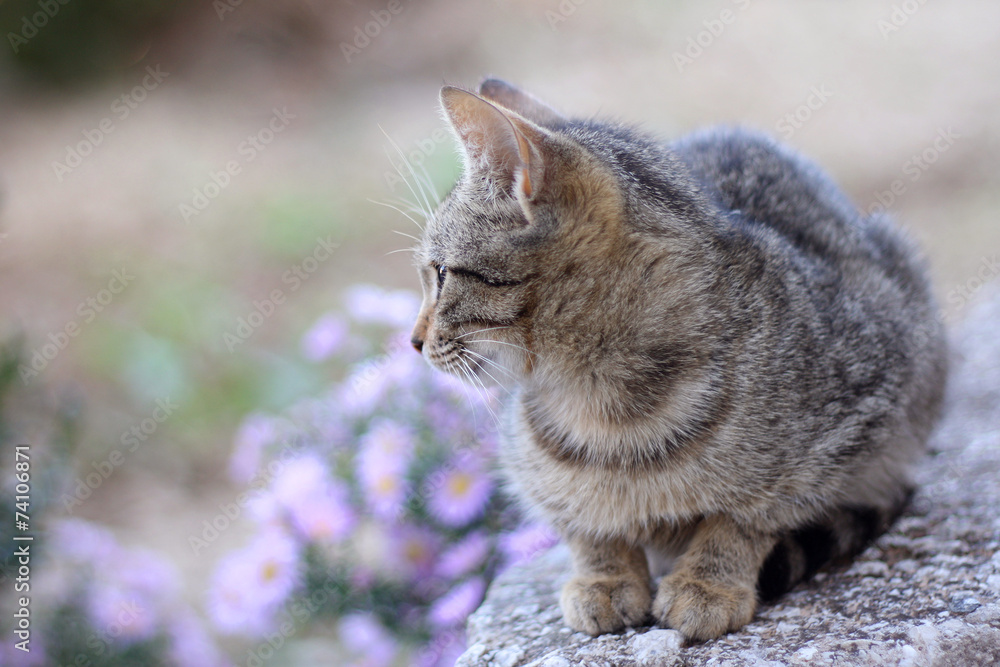 Young brown tabby cat in the garden, with shallow DOF. Young brown tabby cat in the garden, with shallow DOF.