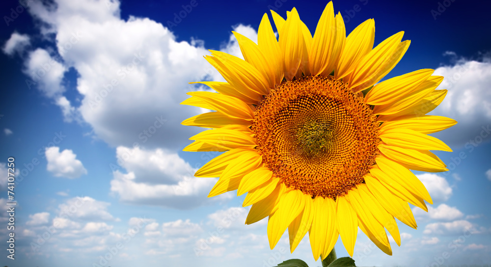 Beautiful landscape with sunflower field over cloudy blue sky Beautiful landscape with sunflower field over cloudy blue sky