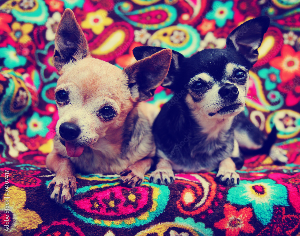 cute chihuahuas toned with a retro vintage instagram filter