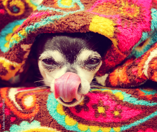 a cute chihuahua toned with a retro vintage instagram filter © annette shaff
