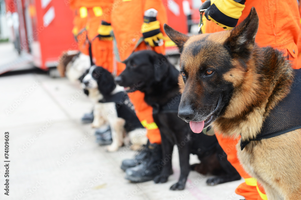 Fototapeta premium rescue dogs