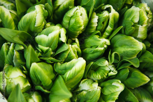 green tulips at the flowers wholesale market