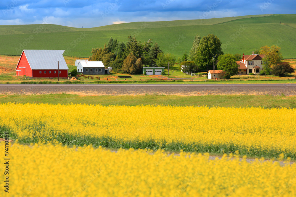 Rapeseed fields near Palouse in eastern Washington state Rapeseed fields near Palouse in eastern Washington state