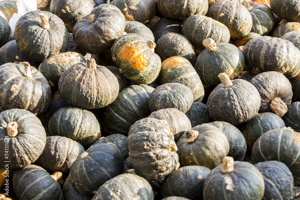 Green Grüner Hokkaido cucurbita pumpkin pumpkins from autumn ha Green Grüner Hokkaido cucurbita pumpkin pumpkins from autumn ha