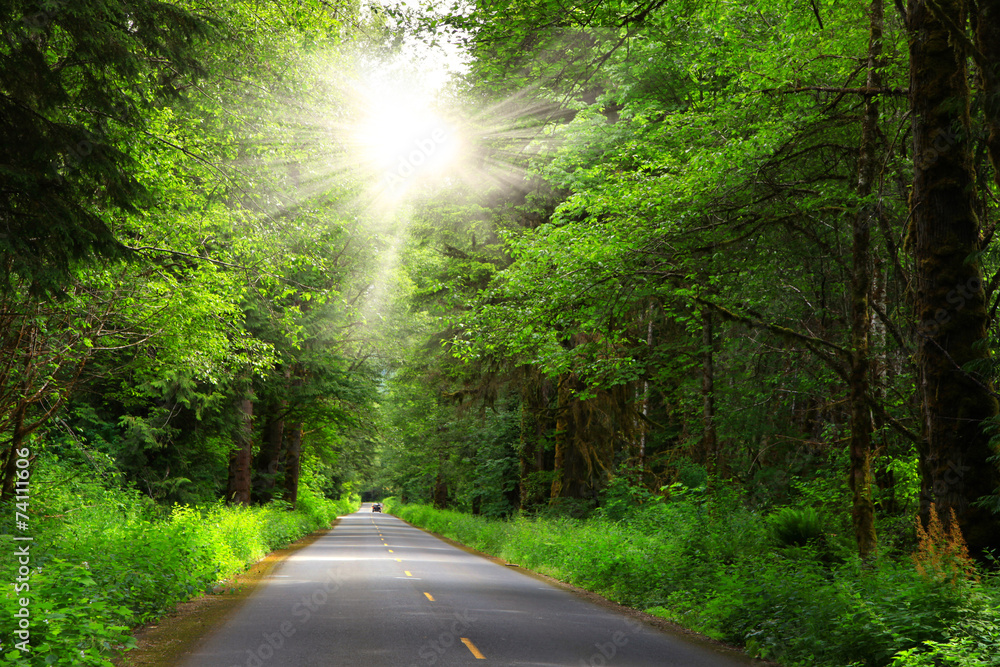 Obraz premium Scenic drive in Mount Rainier national park