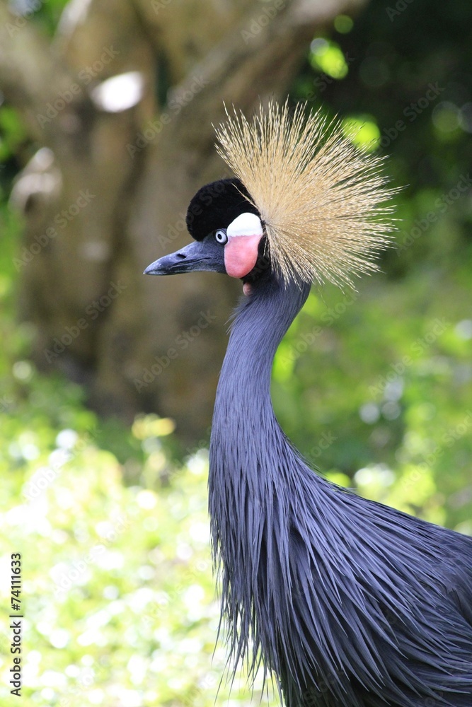 Fototapeta premium West african crowned crane