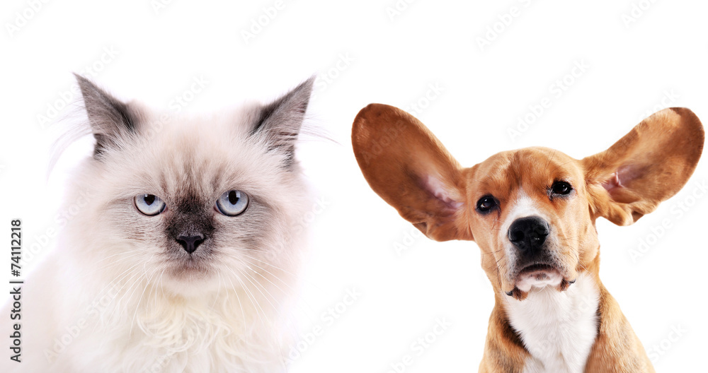 Cat and beagle dog isolated on white Cat and beagle dog isolated on white