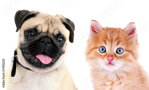 Funny pug dog and little red kitten isolated on white © Africa Studio