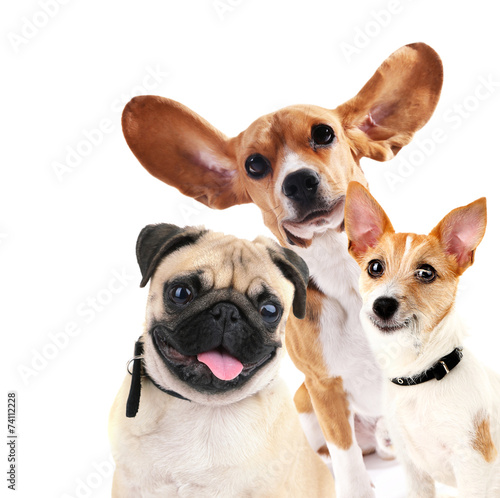 Funny dogs isolated on white